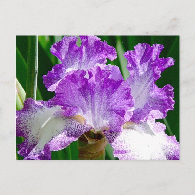 Purple and White Iris Postcard (Front)