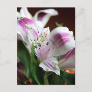 Purple and White Lily Flower Postcard