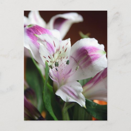 Purple and White Lily Flower Postcard