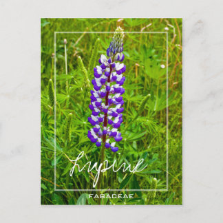 Purple And White Lupine | Lupin | Lupinus Flower Postcard