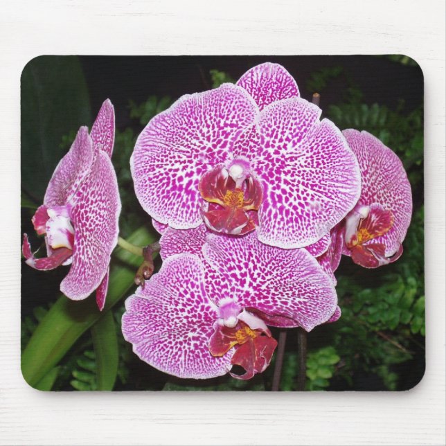 Purple and White Orchid Mouse Pad (Front)