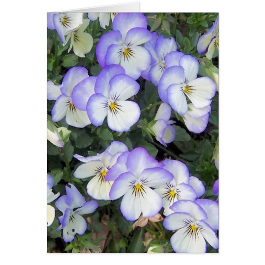 Purple and White Pansies (Front)