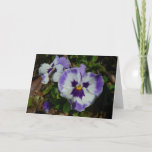 Purple and White Pansies Colorful Floral Card