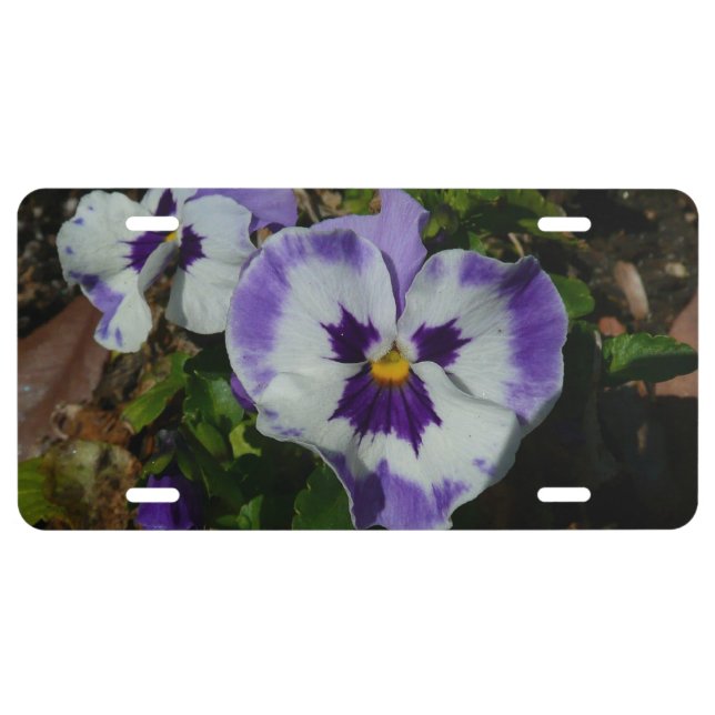 Purple and White Pansies Colorful Floral License Plate (Front)