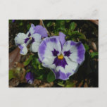 Purple and White Pansies Colorful Floral Postcard