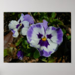 Purple and White Pansies Colorful Floral Poster