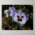 Purple and White Pansies Colorful Floral Poster