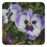Purple and White Pansies Colorful Floral Square Sticker