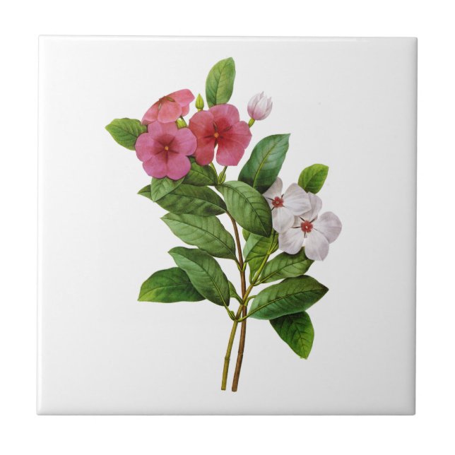 Purple and White Periwinkle by Redoute Ceramic Tile (Front)