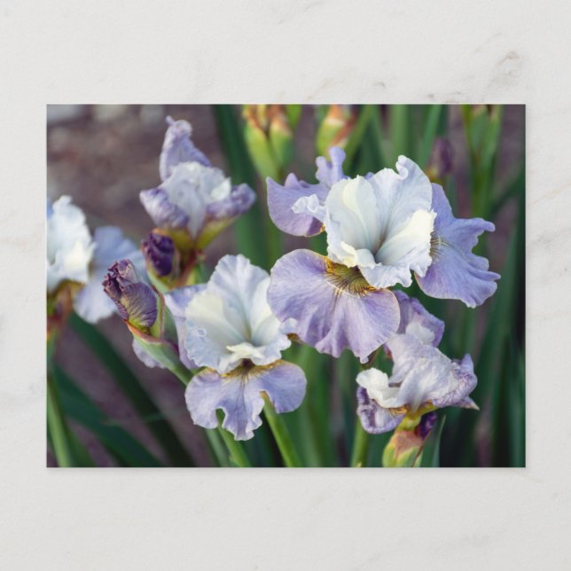 Purple and White Sprint Iris Postcard (Front)