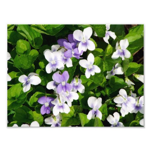 Purple and White Violets Photo Print