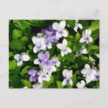 Purple And White Violets Postcard by warrior_woman at Zazzle