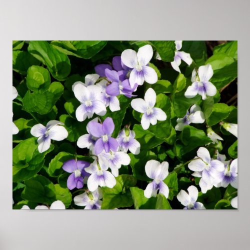 Purple and White Violets Poster