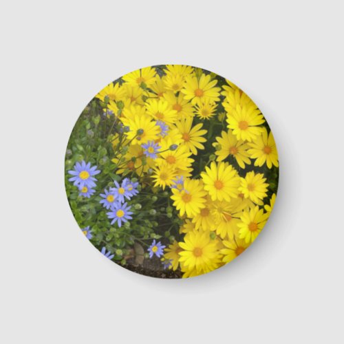 Purple and Yellow Daisies Magnet