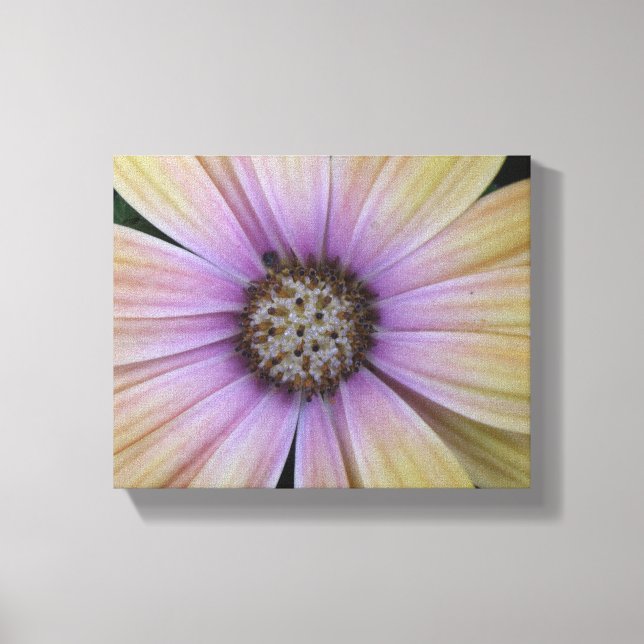 Purple and Yellow Daisy Flower Canvas Print (Front)