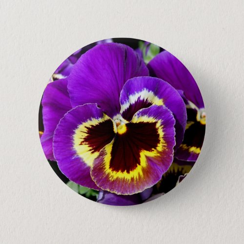 Purple and yellow pansy flower button