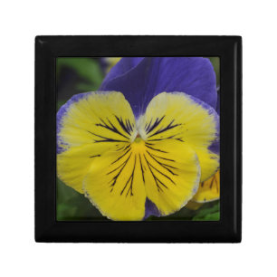 Purple and yellow pansy flower gift box
