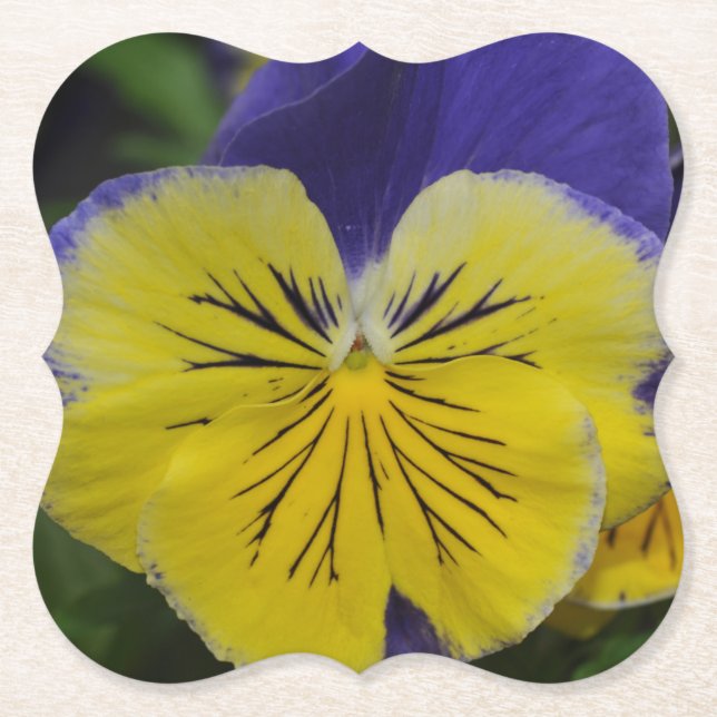 Purple and yellow pansy flower paper coaster (Front)