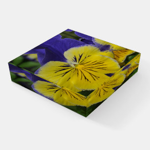 Purple and yellow pansy flower paperweight