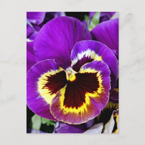 Purple and yellow pansy flower postcard