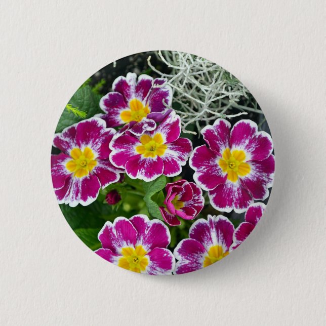 Purple and yellow primrose flowers pinback button (Front)