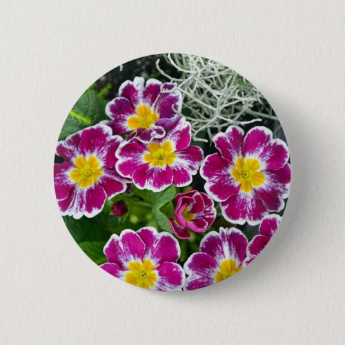 Purple and yellow primrose flowers pinback button