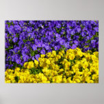 Purple and Yellow Violas Bright Colorful Floral Poster