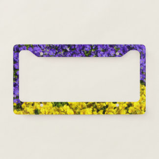 Purple and Yellow Violas Colorful Floral License Plate Frame