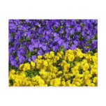 Purple and Yellow Violas Colorful Floral Postcard