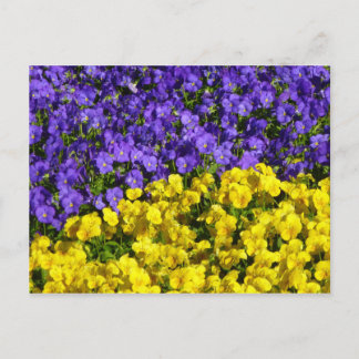 Purple and Yellow Violas Colorful Floral Postcard