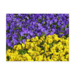Purple and Yellow Violas Colorful Floral Postcard