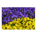 Purple and Yellow Violas Colorful Floral Poster