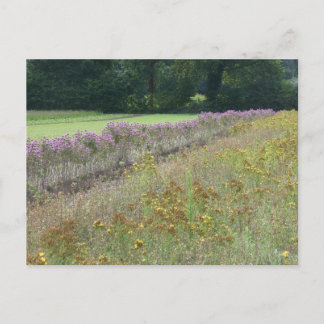 Purple and Yellow Wildflowers Field DIY Postcard