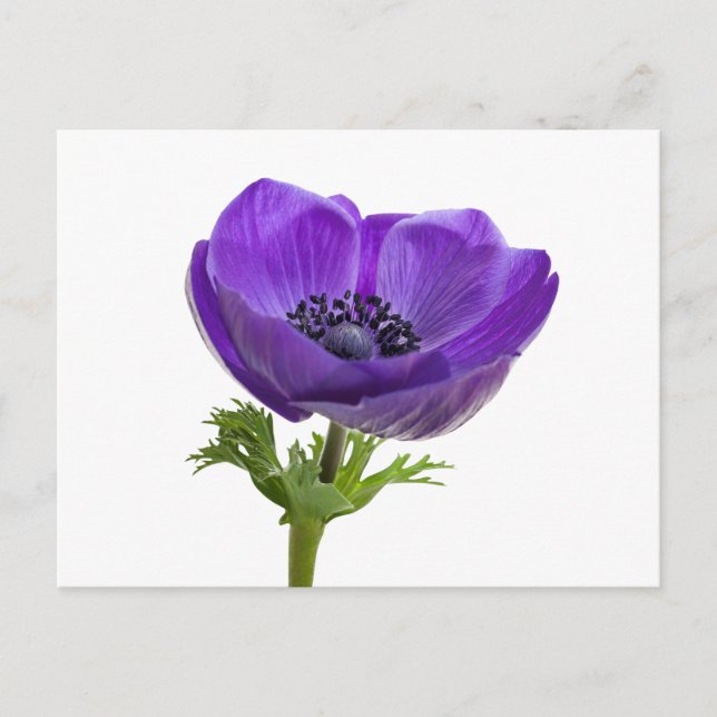 Purple Anemone Flower Postcard (Front)