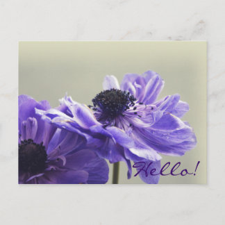 Purple Anemone Photo Postcard
