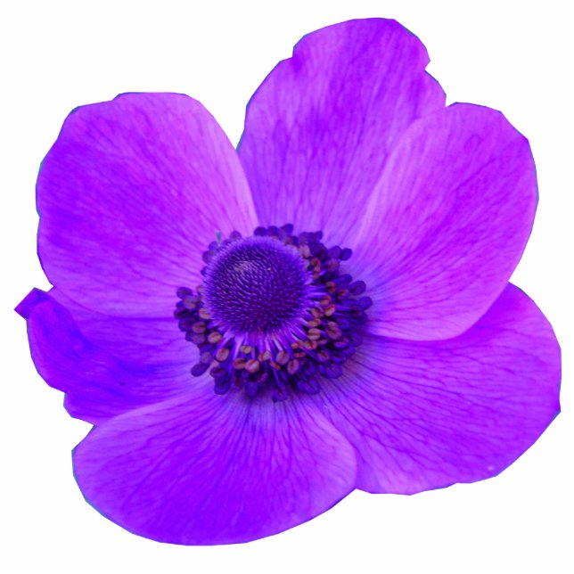 Purple Anemone Photo Sculpture (Front)