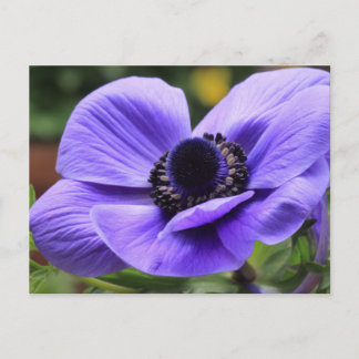 Purple Anemone Postcard