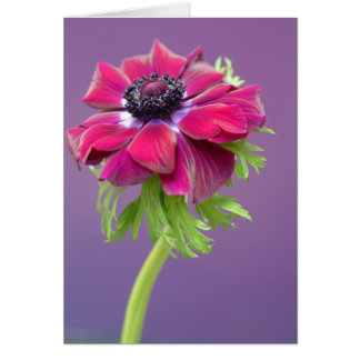 purple anenome