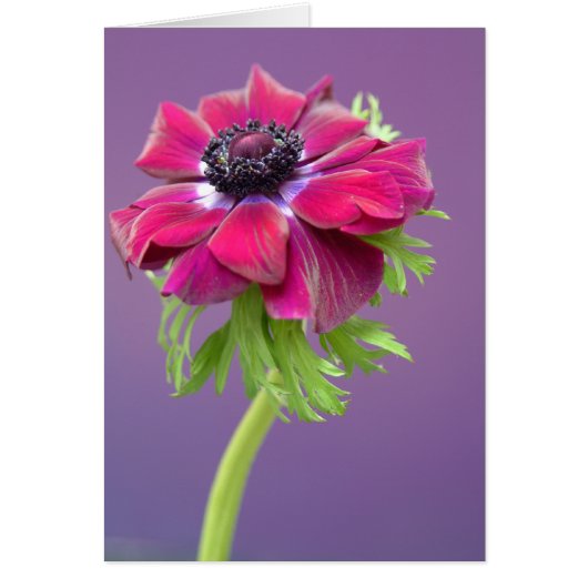 purple anenome cards (Front)