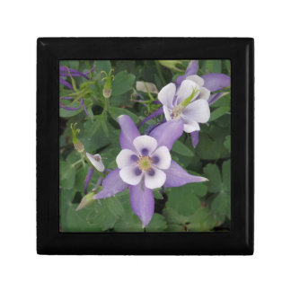 Purple Aquilegia -  Columbine Flower Gift Box