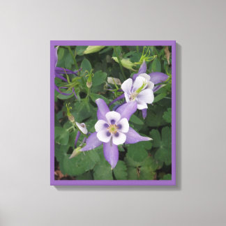 Purple Aquilegia - Columbine Flower Wrapped Canvas Print