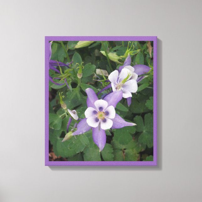 Purple Aquilegia - Columbine Flower Wrapped Canvas Print (Front)