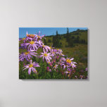 Purple Aster Flowers at Mount Rainier Canvas Print