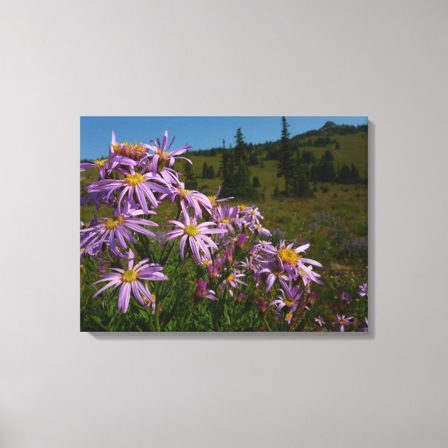 Purple Aster Flowers at Mount Rainier Canvas Print (Front)