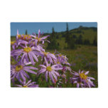 Purple Aster Flowers at Mount Rainier Doormat