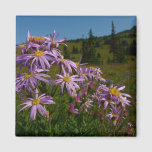 Purple Aster Flowers at Mount Rainier Magnet