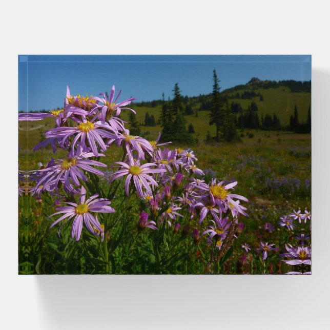 Purple Aster Flowers at Mount Rainier Paperweight (Front)