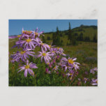 Purple Aster Flowers at Mount Rainier Postcard
