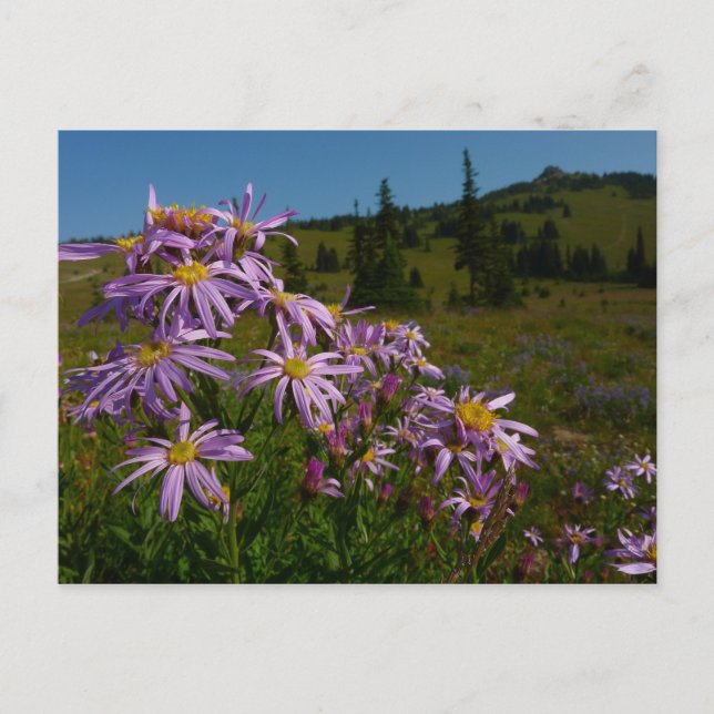 Purple Aster Flowers at Mount Rainier Postcard (Front)