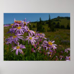 Purple Aster Flowers at Mount Rainier Poster